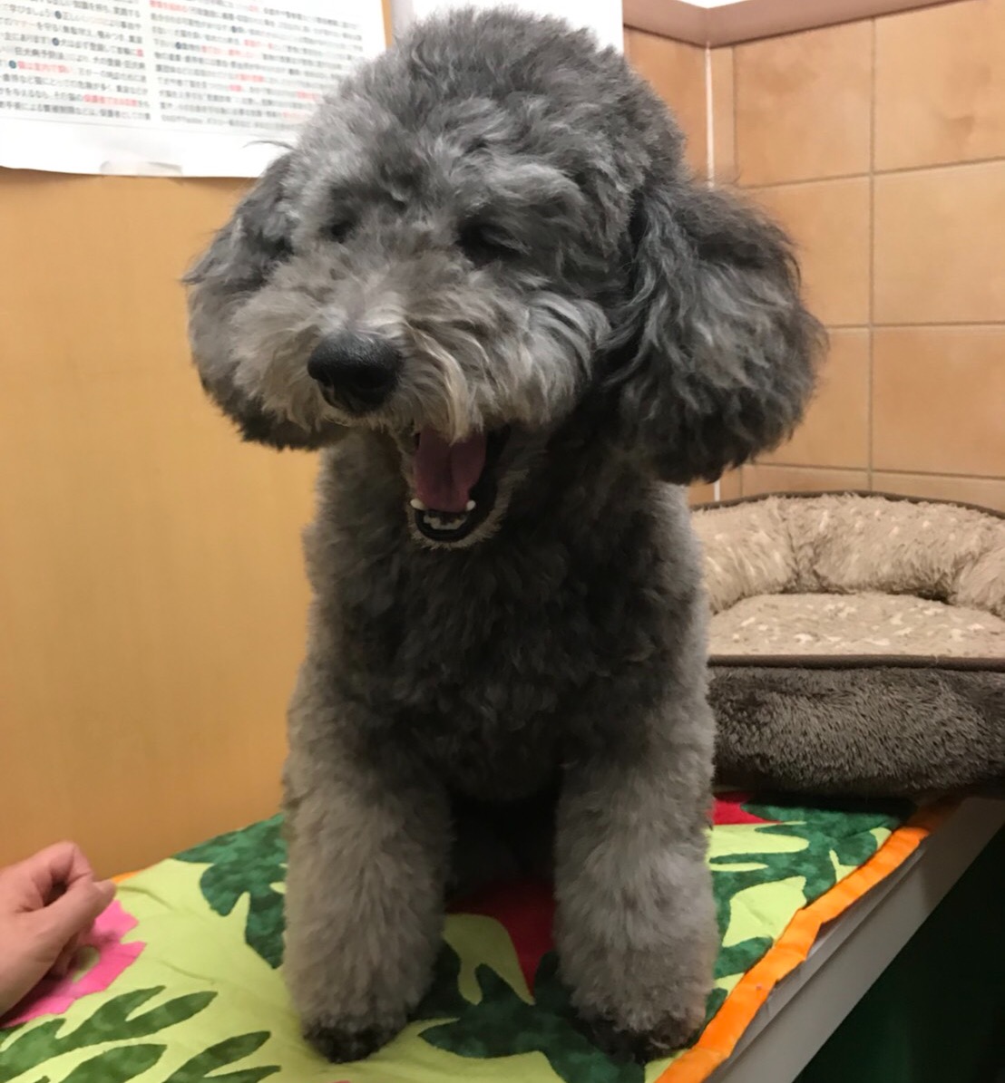 【今日の里帰りワンコ🐶】2017,12,3＆支援物資いただきました🎵